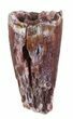 Partial Phytosaur Anterior Tooth - Arizona #62448-1